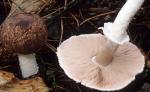 Agaricus subrutilescens - Fungi Species | sokos jishebi | სოკოს ჯიშები